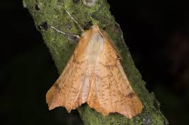 Attēlu rezultāti vaicājumam “Ennomos autumnaria male”