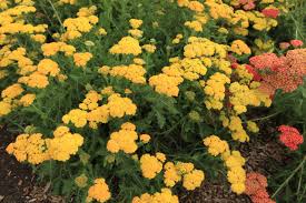 Image result for Achillea millefolium