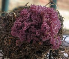 Attēlu rezultāti vaicājumam “Clavulina amethystina”