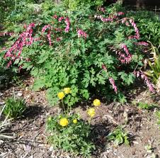 Image result for tränendes Herz