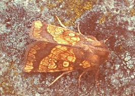 Attēlu rezultāti vaicājumam “Gortyna flavago”