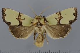 Attēlu rezultāti vaicājumam “Staurophora celsia”