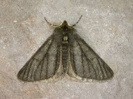 Attēlu rezultāti vaicājumam “Phigalia pilosaria”