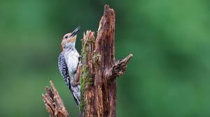 Attēlu rezultāti vaicājumam “Dendrocopos minor male”