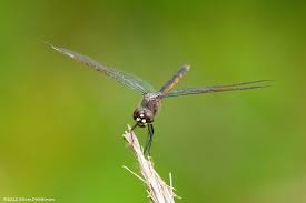Attēlu rezultāti vaicājumam “Leucorrhinia pectoralis female”
