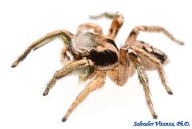 Attēlu rezultāti vaicājumam “Arachnida”