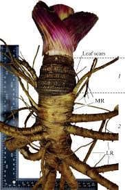 Attēlu rezultāti vaicājumam “Heracleum sosnowskyi leaf”