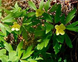 Attēlu rezultāti vaicājumam “Anemone ranunculoides leaf”