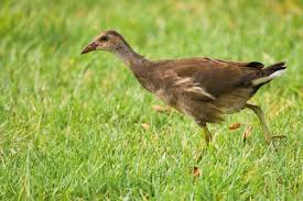 Attēlu rezultāti vaicājumam “Gallinula chloropus juvenile”