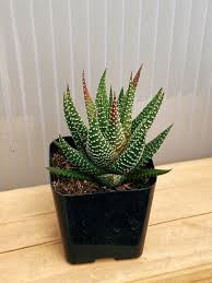 Image result for Haworthia