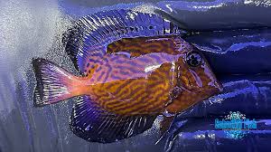 Image result for Ctenochaetus hawaiiensis