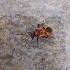 Attēlu rezultāti vaicājumam “Corizus hyoscyami”