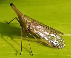 Attēlu rezultāti vaicājumam “Aphrophoridae”