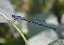 Attēlu rezultāti vaicājumam “Coenagrionidae”