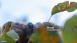 Attēlu rezultāti vaicājumam “Pucciniales”