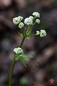 Attēlu rezultāti vaicājumam “Sanicula europaea”