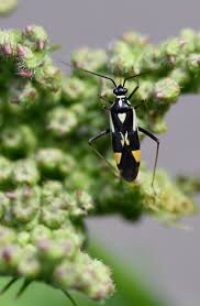 Attēlu rezultāti vaicājumam “Grypocoris sexguttatus”