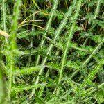 Attēlu rezultāti vaicājumam “Cirsium palustre fruit”