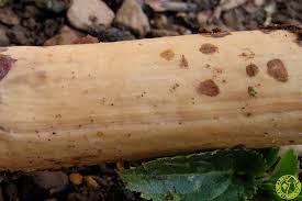 Attēlu rezultāti vaicājumam “Vuilleminia comedens”