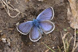Attēlu rezultāti vaicājumam “Cyaniris semiargus female”