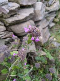 Attēlu rezultāti vaicājumam “Clinopodium vulgare leaf”