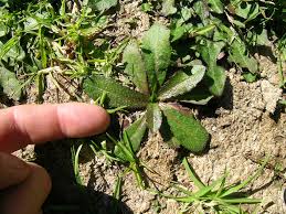 Attēlu rezultāti vaicājumam “Hypochaeris radicata leaf”