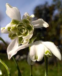 Attēlu rezultāti vaicājumam “Galanthus nivalis leaf”