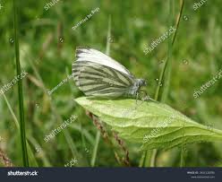Attēlu rezultāti vaicājumam “Pieris napi male”