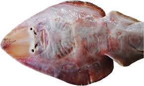 Image result for Acroteriobatus annulatus