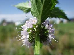 Attēlu rezultāti vaicājumam “Mentha arvensis flower”