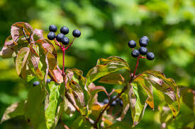 Attēlu rezultāti vaicājumam “Cornus sanguinea fruit”