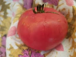 Afbeeldingsresultaat voor caspian pink tomato