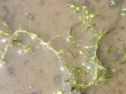 Attēlu rezultāti vaicājumam “Callitriche hermaphroditica leaf”