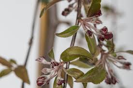 Attēlu rezultāti vaicājumam “Malus purpurea flower”