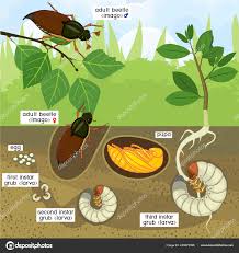 Attēlu rezultāti vaicājumam “Melolontha melolontha imago”