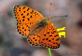 Attēlu rezultāti vaicājumam “Argynnis niobe”