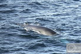 Image result for Balaenoptera physalus