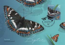 Attēlu rezultāti vaicājumam “Limenitis populi”