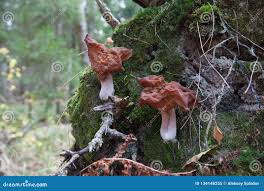 Attēlu rezultāti vaicājumam “Gyromitra infula”