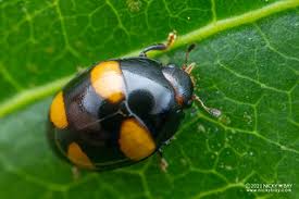 Attēlu rezultāti vaicājumam “Erotylidae”