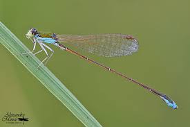 Attēlu rezultāti vaicājumam “Nehalennia speciosa”