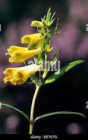 Attēlu rezultāti vaicājumam “Melampyrum pratense bud”