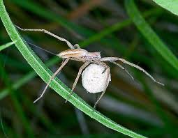 Attēlu rezultāti vaicājumam “Pisaura mirabilis female”