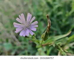 Attēlu rezultāti vaicājumam “Lactuca tatarica flower”