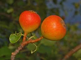 Attēlu rezultāti vaicājumam “Pyrus pyraster fruit”