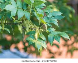 Attēlu rezultāti vaicājumam “Fraxinus excelsior fruit”