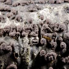 Attēlu rezultāti vaicājumam “Hypoxylon vogesiacum”