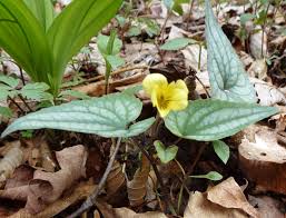 Attēlu rezultāti vaicājumam “Viola rupestris leaf”