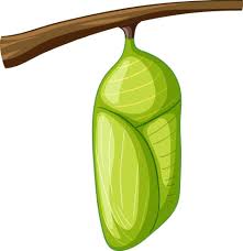 Attēlu rezultāti vaicājumam “pupa”