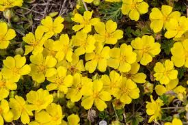 Attēlu rezultāti vaicājumam “Potentilla arenaria leaf”